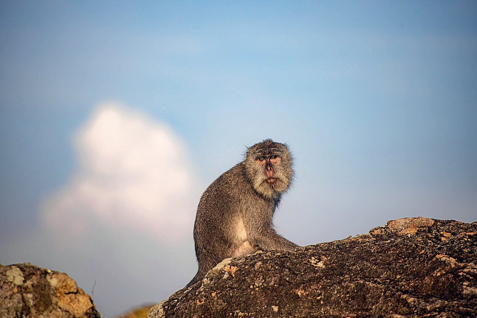 A long-tailed macaque on the rocks above south Lombok